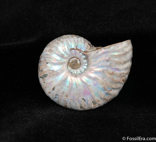 Shiny Iridescent Cleoniceras Ammonite Fossil #416